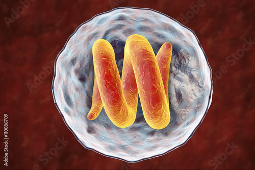 Cyst containing roundworm Trichina spiralis (formely called Trichinella spiralis), nematode larval cyst in muscle tissue, trichinosis is transmitted by ingestion of undercooked meat. 3D illustration