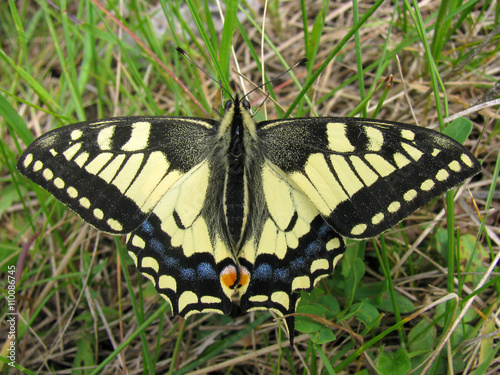 Old World swallowtail (Papilio machaon)