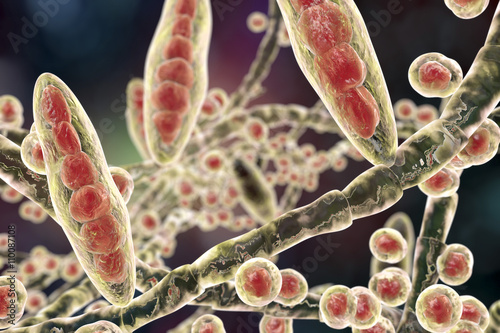 Fungus Trichophyton mentagrophytes. 3D illustration showing macroconidia (multi-celled bodies with spores), micro-conidia (single-celled bodies with spores) and hyphae (filamentous structures) photo