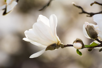 Keuken achterwand Magnolia Witte magnoliatak in lentebloei  © manfredxy