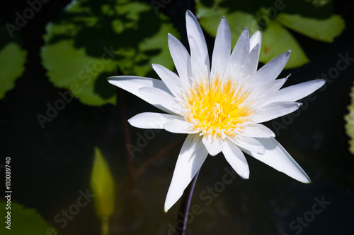 Water Lily