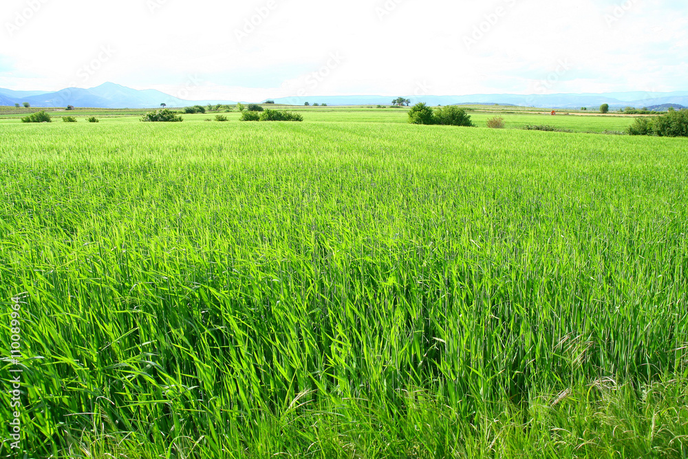 champ de blé en Ardèche