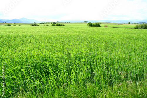 champ de blé en Ardèche