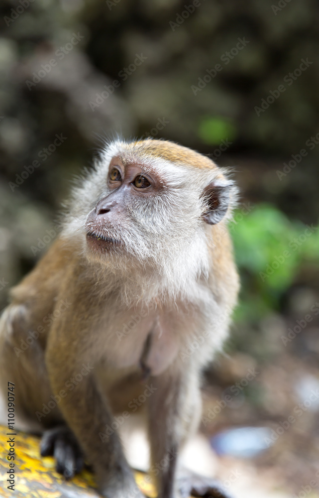 Closeup eines Makake Affens Closeup eines Makake Affens