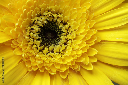 close up yellow flower