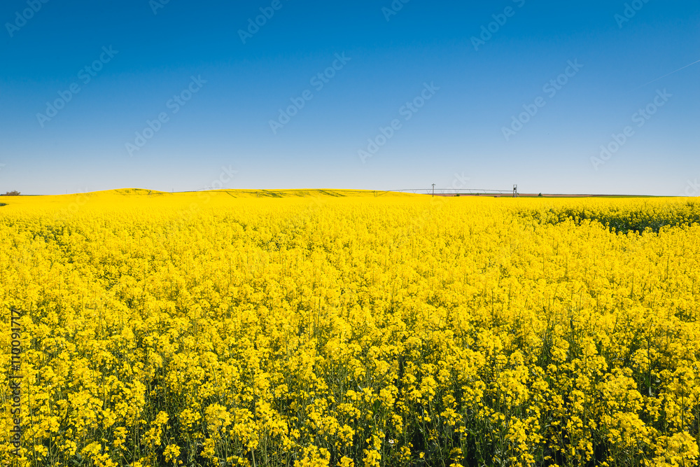 Obraz premium Yellow meadow under blue sky with clouds