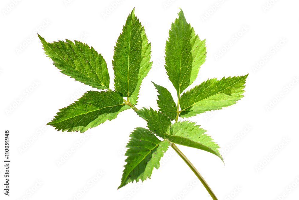 Ground elder, garden weed Ground elder, garden weed