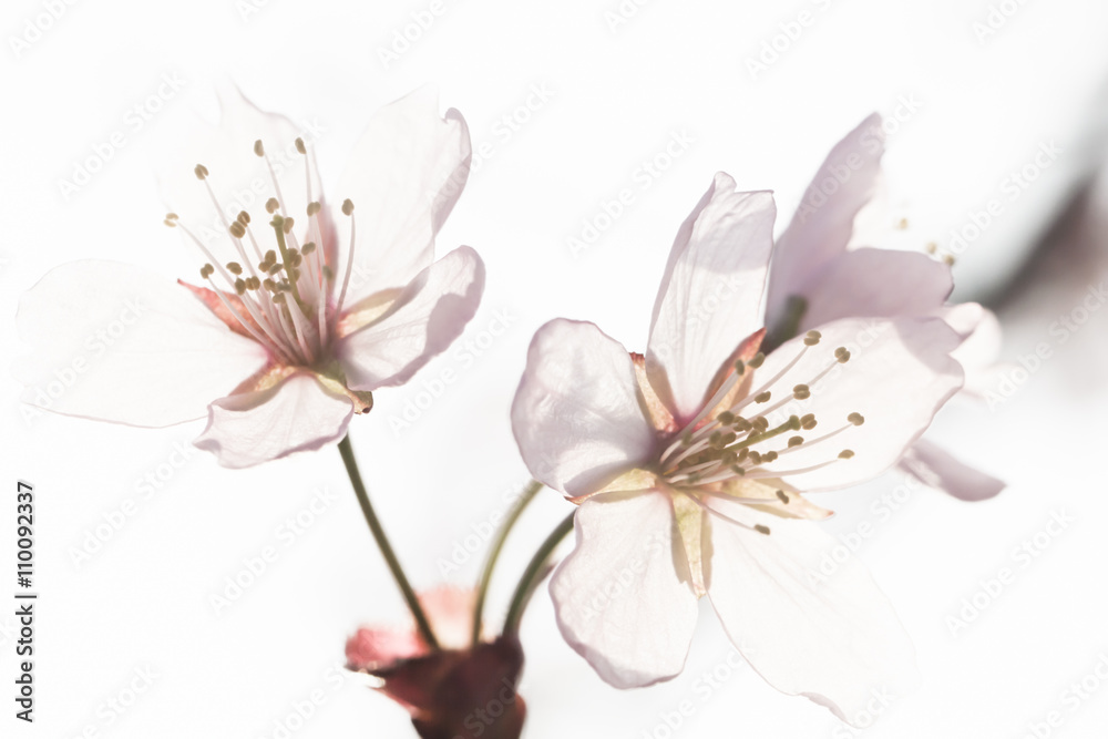 Fototapeta premium High key image of cherry blossoms