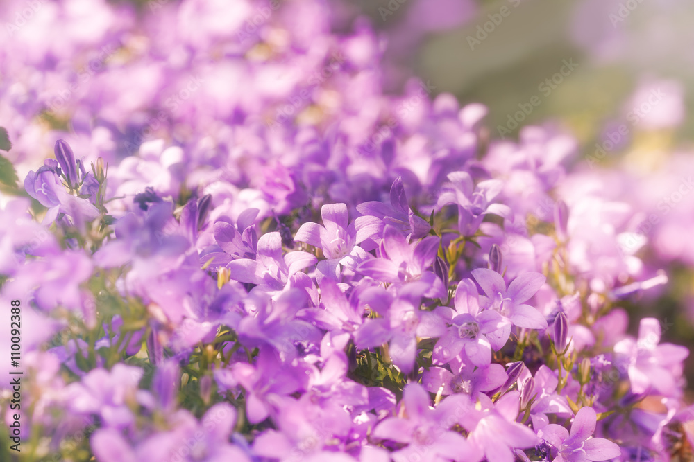 Purple flowers in meadow lit by sun rays - beautiful meadow in spring