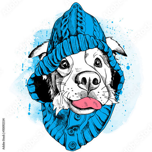 The poster with the image of the dog Australian shepherd in the hood. Vector illustration.