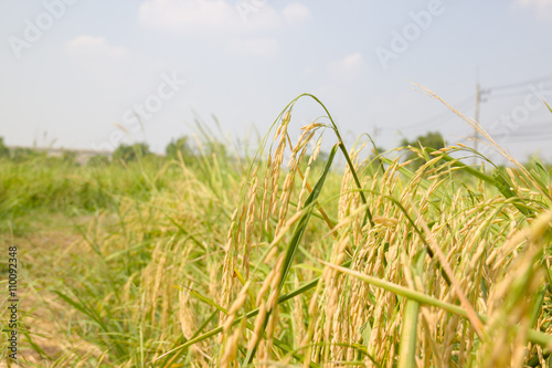 the gold rice in the field rice background
