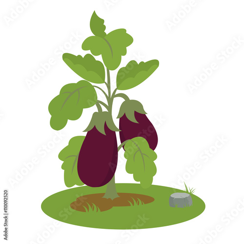 eggplant bush with fruits.