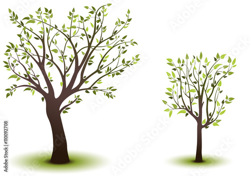 Green Deciduous Trees - Colored Illustration, Vector