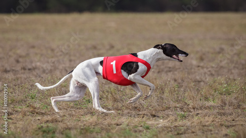 Coursing, passion and speed. Whippet dog running.