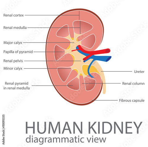 human kidney. diagrammatic view. vector format illustration