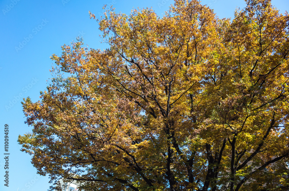 season change in japan