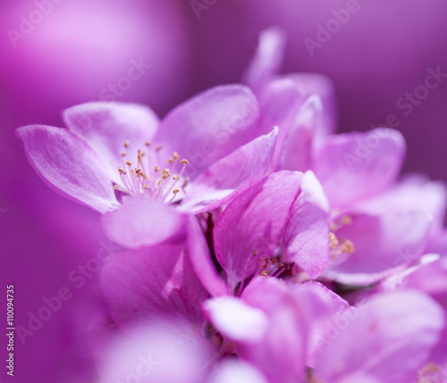 Spring Pink Flowers