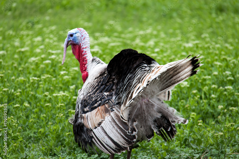 turkey grazing on green grass in the village turkey grazing on green grass in the village