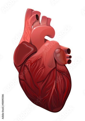 Anatomically realistic human heart isolated on white background. Vector illustration