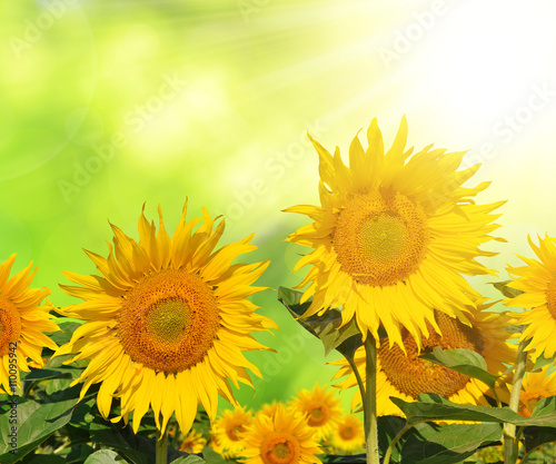 Fototapeta Naklejka Na Ścianę i Meble -  Sunflower field on green natural background