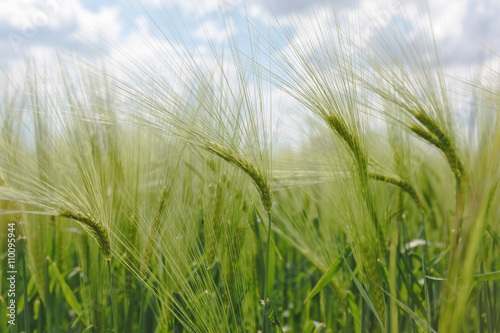 Green barley field. Close up view of a lush green barley field in spring. 