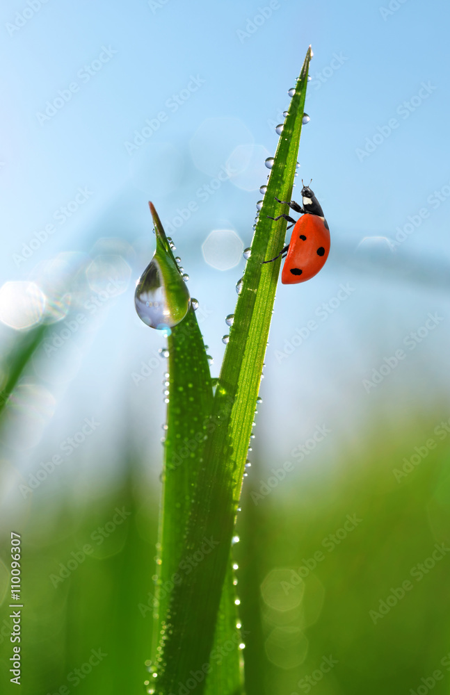 Fototapeta premium Fresh green grass with dew drops and ladybird closeup