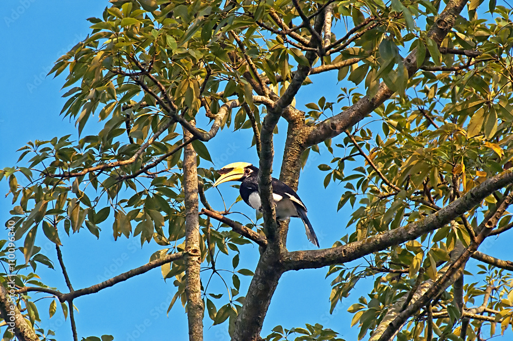 Great hornbill (Great indian hornbill, Great pied hornbill) on the tree, Nepal