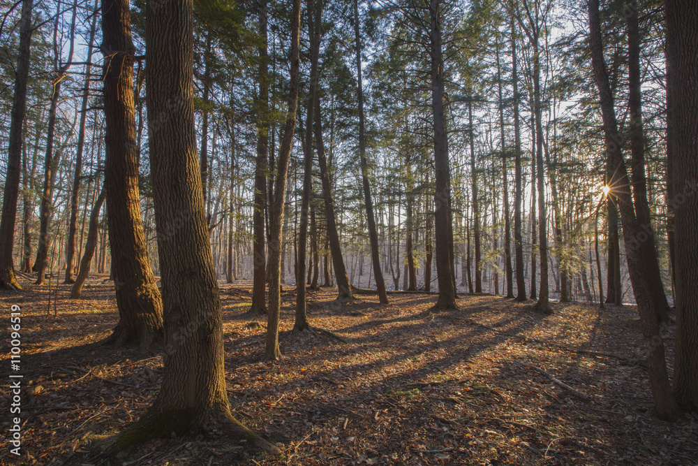 Sunset view through pine trees in the Berkshire Mountains of Western Massachusetts. Sunset view through pine trees in the Berkshire Mountains of Western Massachusetts.
