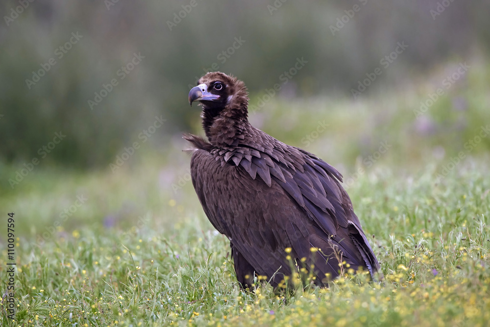 Fototapeta premium Black vulture (Aegypius monachus)