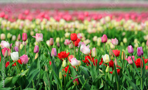Tulips in spring field © byrdyak