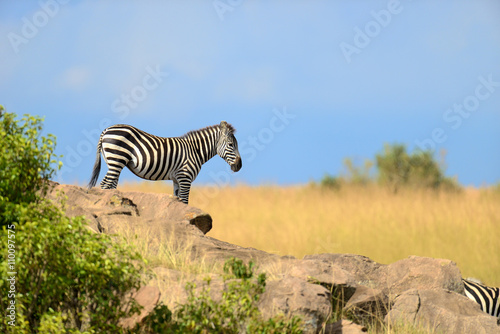 Zebra on grassland in Africa