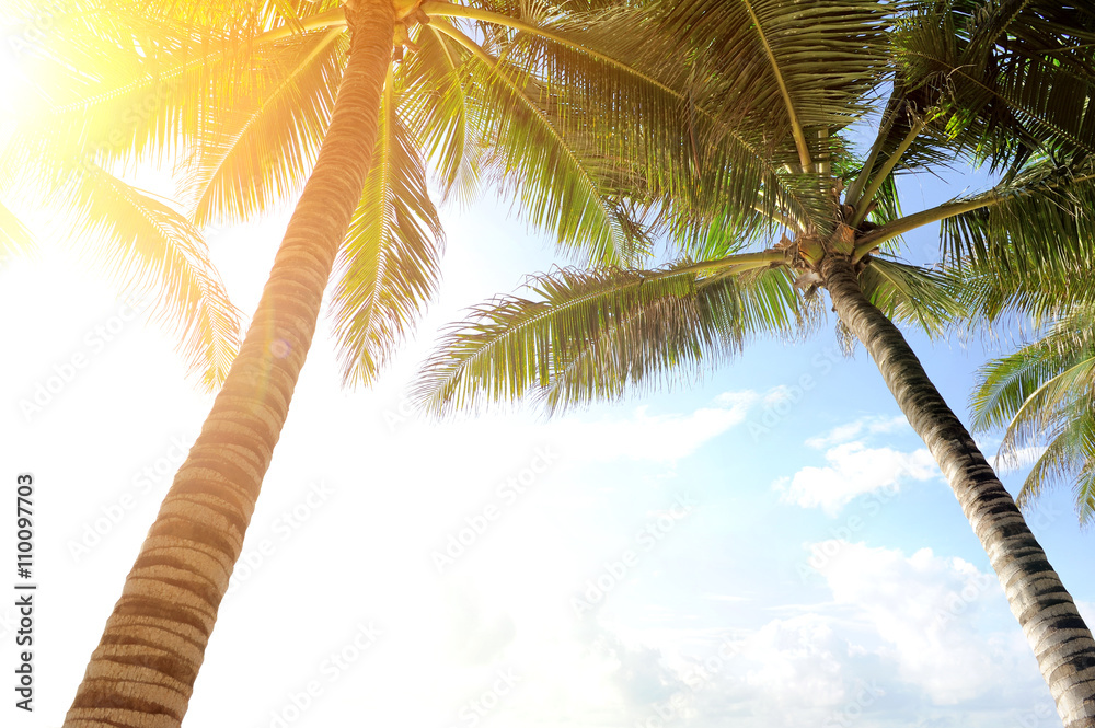 Fototapeta premium Green palm tree