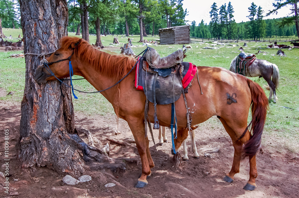 Saddled Mongolian horses waiting for riders in khovsgol national park, northern Mongolia. Saddled Mongolian horses waiting for riders in khovsgol national park, northern Mongolia.