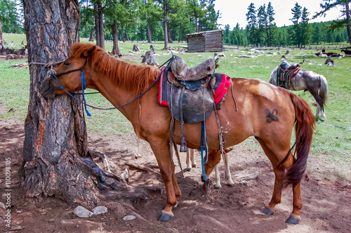 Saddled Mongolian horses waiting for riders in khovsgol national park, northern Mongolia.