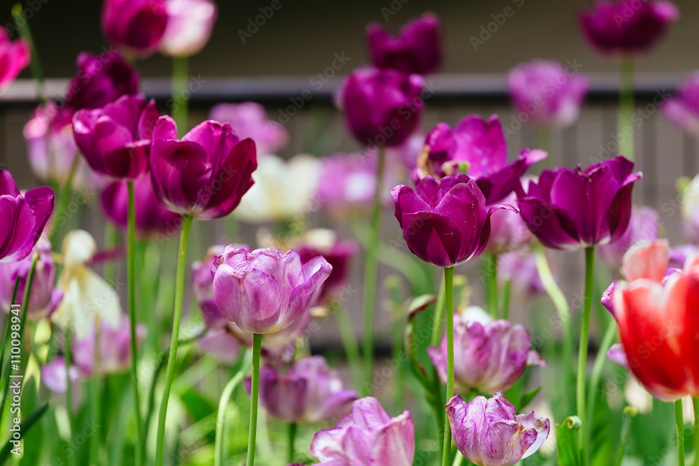 The tulip is a perennial, bulbous plant with showy flowers The tulip is a perennial, bulbous plant with showy flowers