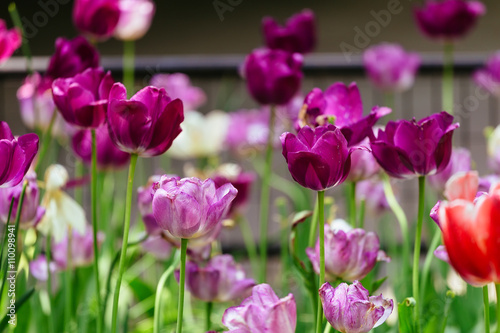 Fototapeta Naklejka Na Ścianę i Meble -  The tulip is a perennial, bulbous plant with showy flowers