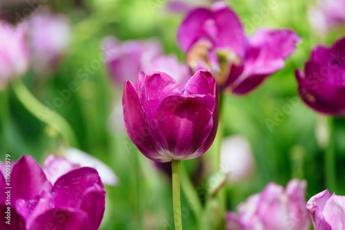 The tulip is a perennial, bulbous plant with showy flowers