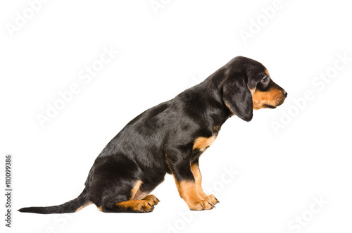 Puppy breed Slovakian Hound sitting side view