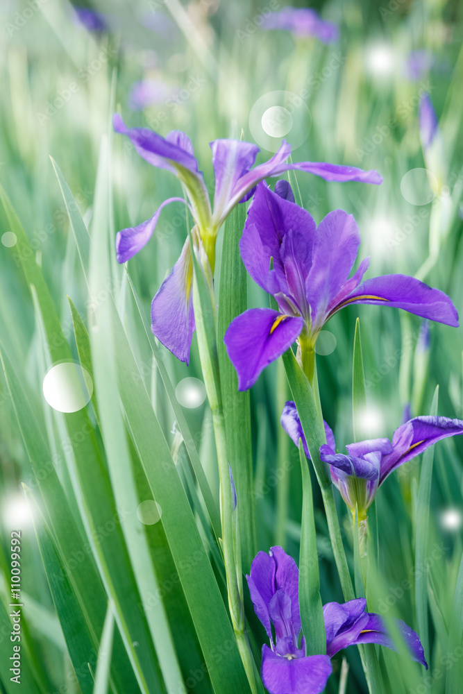 Group of purple irises in spring sunny day
