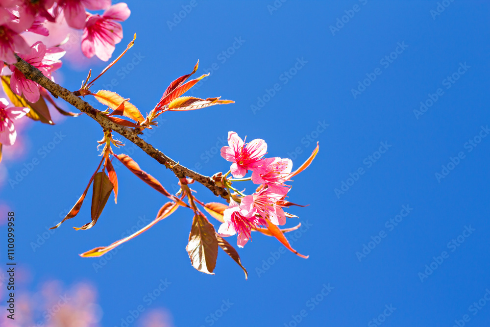 Beautiful cherry blossom or sakura with nice blue sky, selective focus Beautiful cherry blossom or sakura with nice blue sky, selective focus