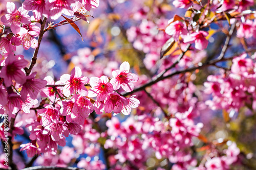 Beautiful cherry blossom or sakura with nice blue sky  selective focus