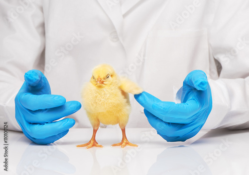 Veterinarian doctor checking up yellow chickens wing
