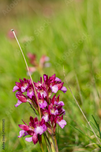 Fototapeta Naklejka Na Ścianę i Meble -  Orchidea