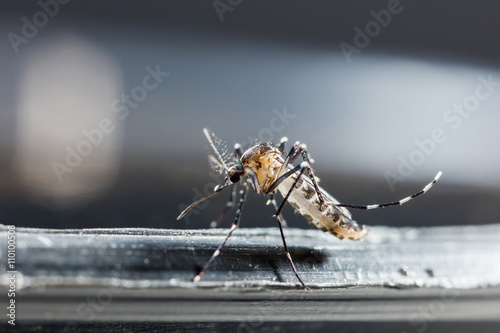 Newborn aedes albopictus mosquito