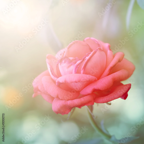 Floral background with red rose flower.