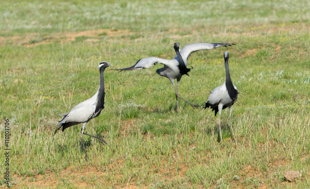 Demoiselle cranes (Anthropoides virgo ) in the field of Kalmykia, Russia Demoiselle cranes (Anthropoides virgo ) in the field of Kalmykia, Russia