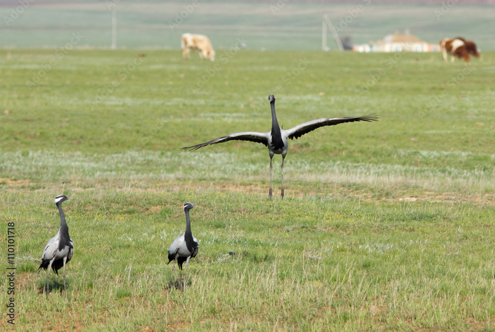 Fototapeta premium Demoiselle cranes (Anthropoides virgo ) in the field of Kalmykia, Russia