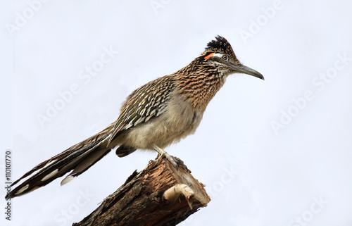 Fotografie Greater Roadrunner on a Tree Branch