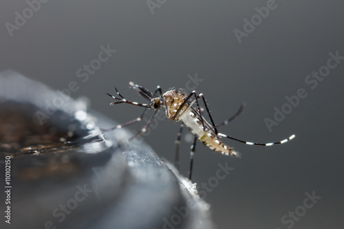 Newborn aedes albopictus mosquito
