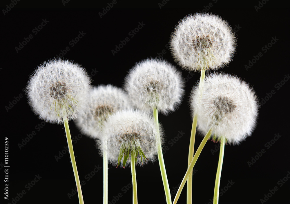 Naklejka premium dandelion flower on black color background, many closeup object